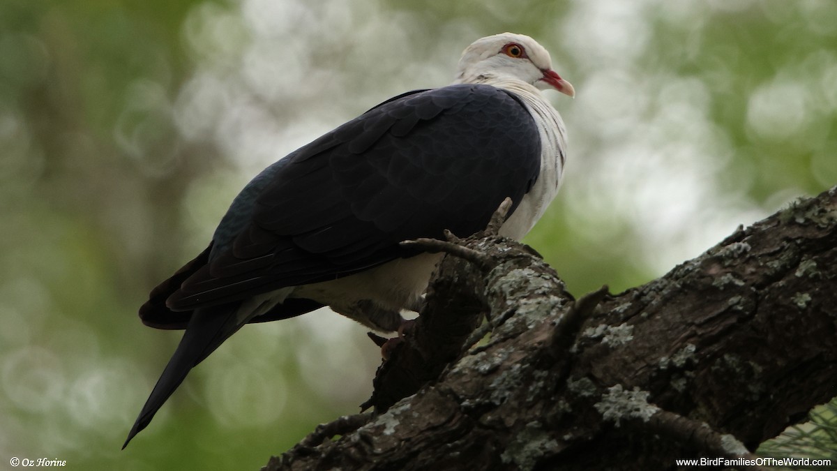 White-headed Pigeon - ML647278290