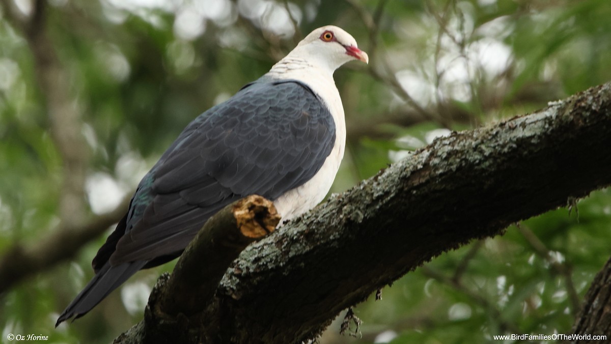 White-headed Pigeon - ML647278291