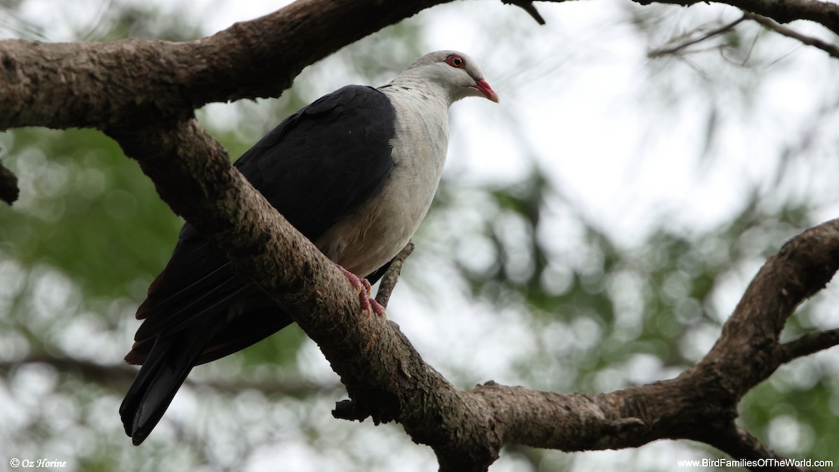 White-headed Pigeon - ML647278292