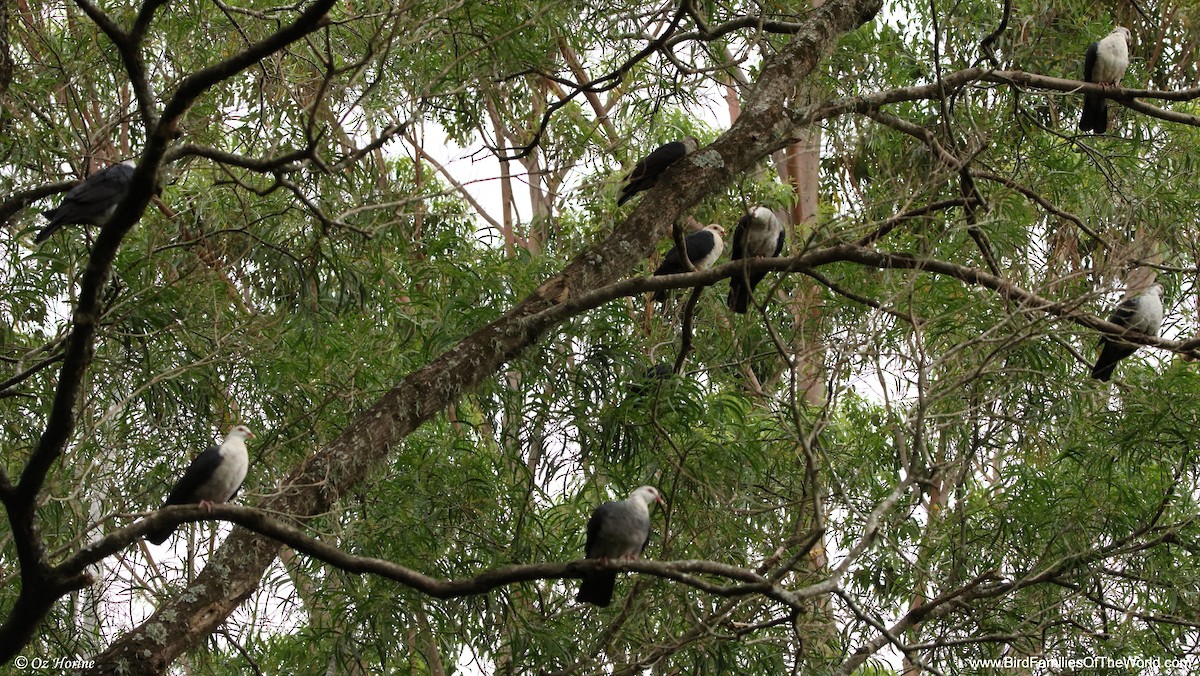 White-headed Pigeon - ML647278293