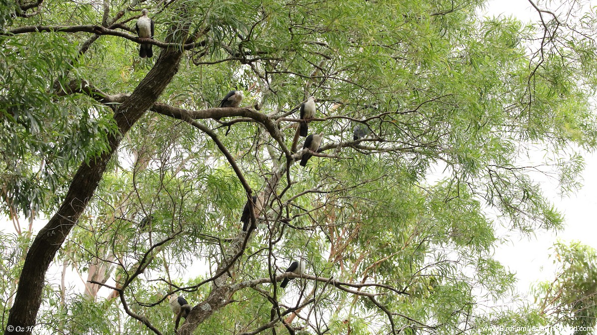 White-headed Pigeon - ML647278294