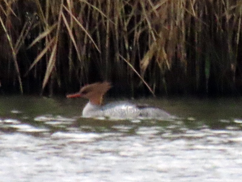 Scaly-sided Merganser - ML647278296