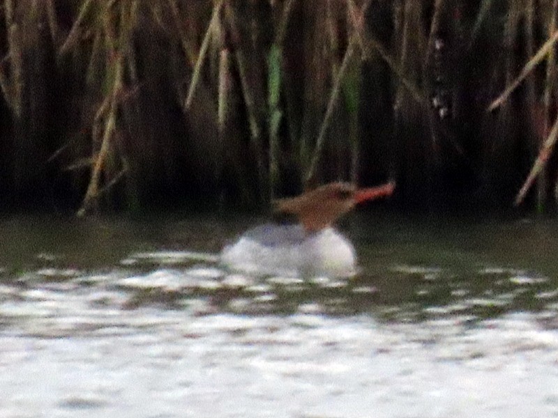 Scaly-sided Merganser - ML647278299