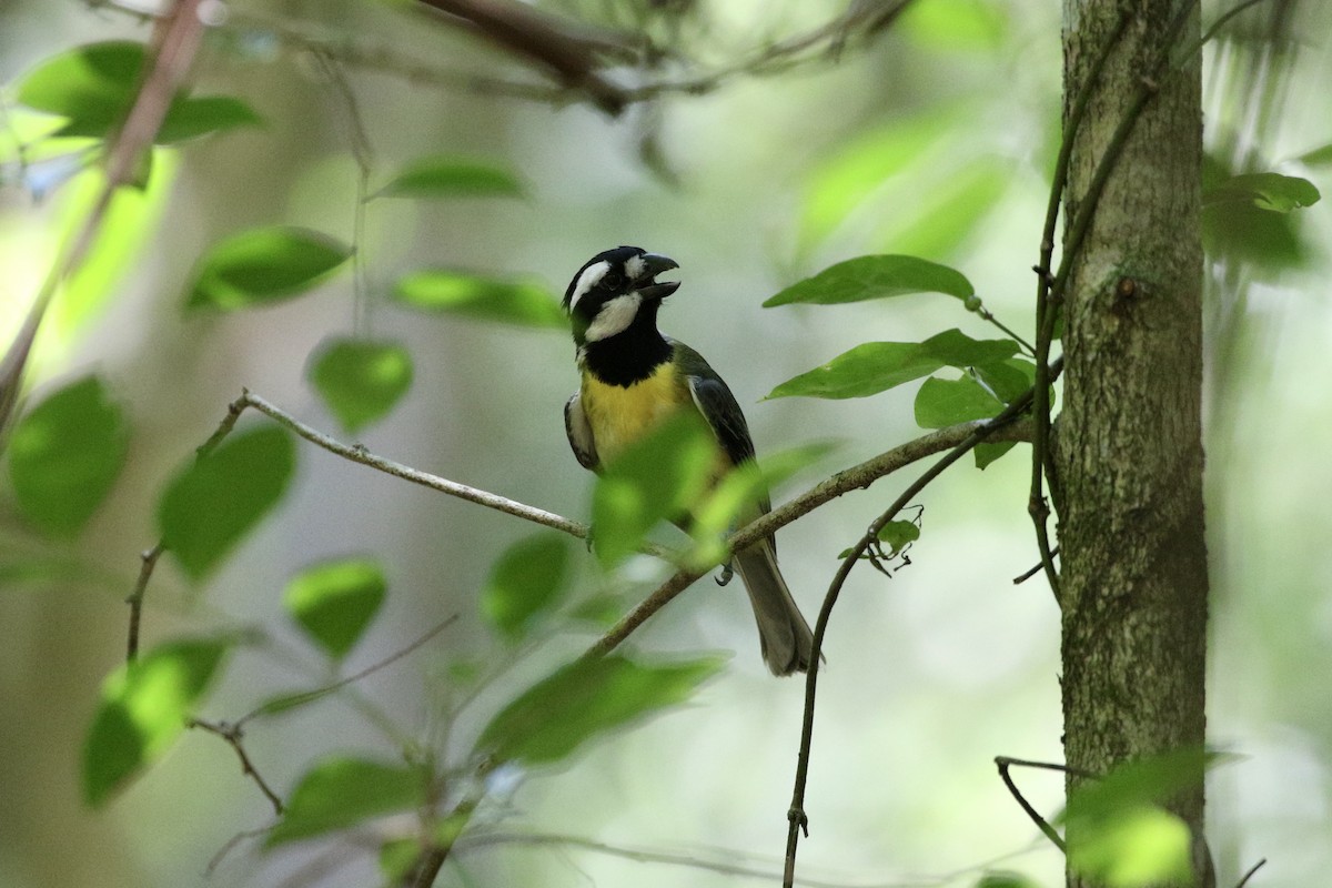 Eastern Shrike-tit - ML647278301