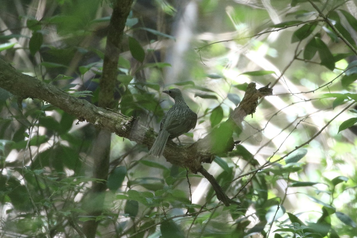 Olive-backed Oriole - ML647278307