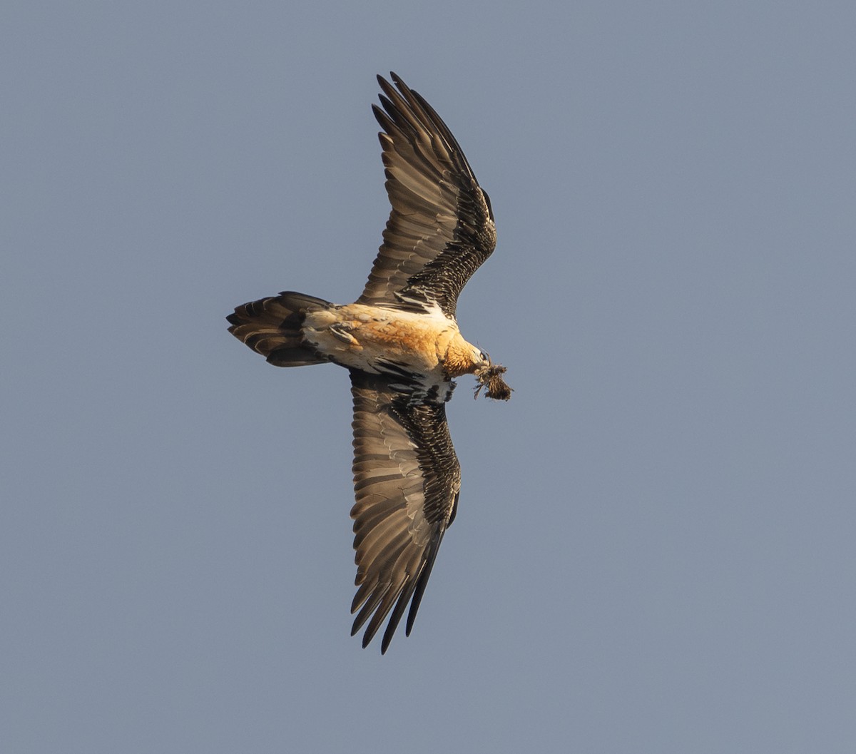 orlosup bradatý - ML647278308