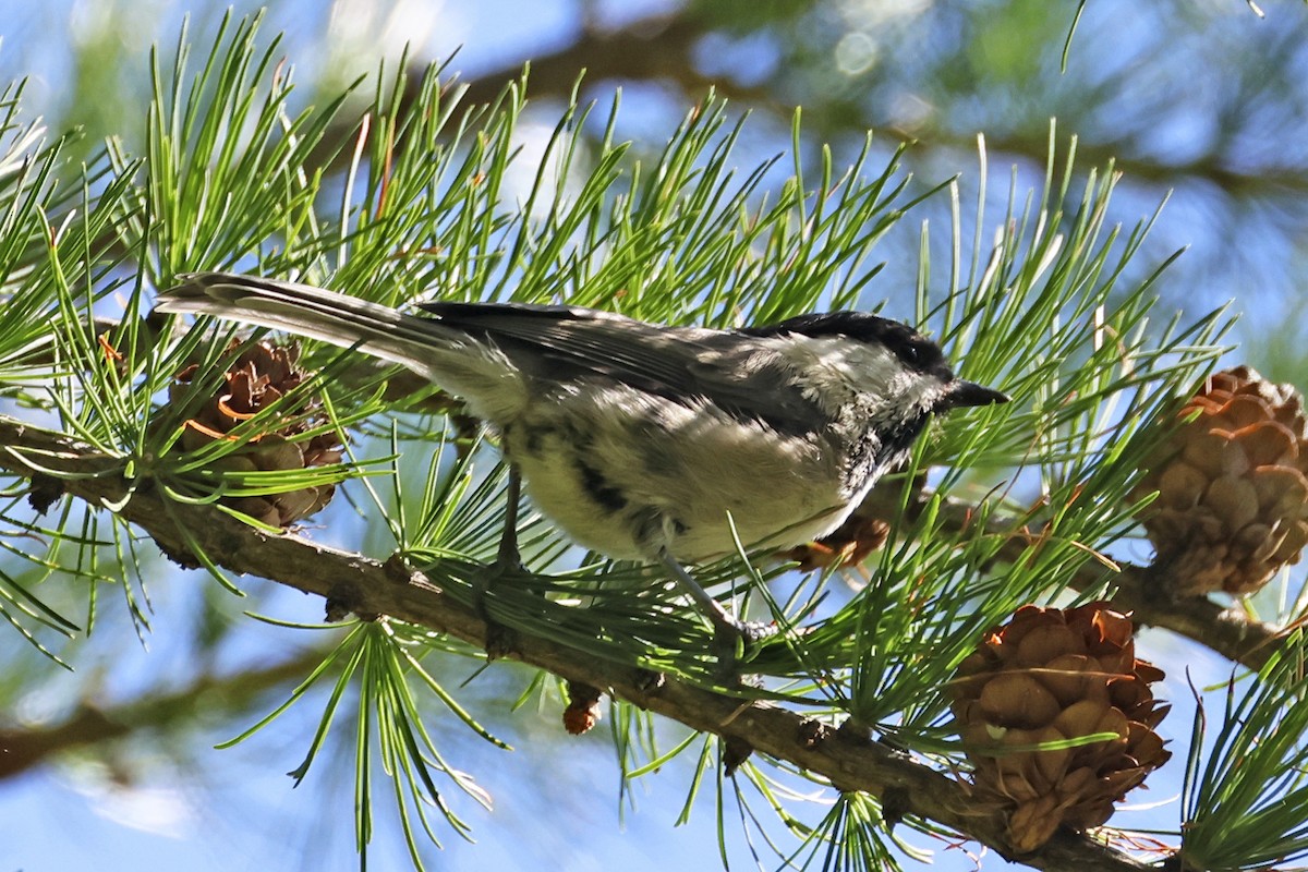 Пухляк - ML647278322