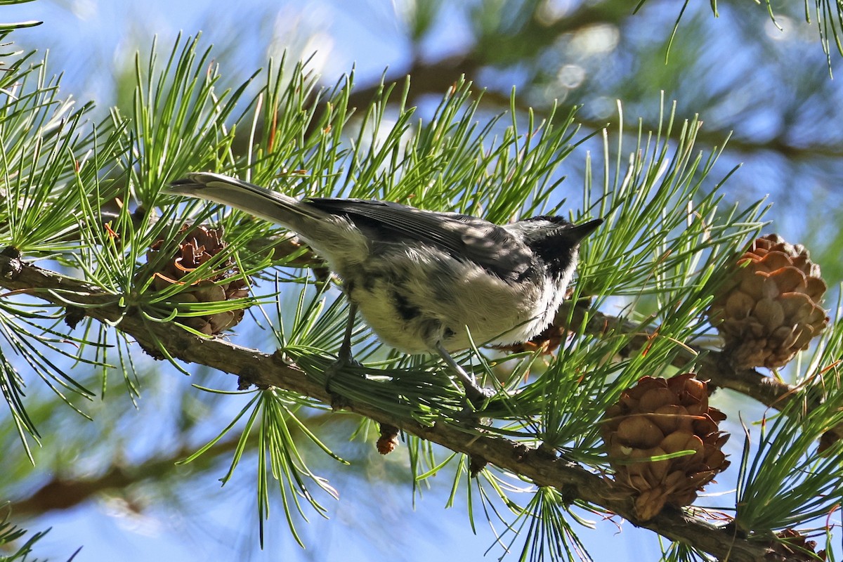 Пухляк - ML647278323