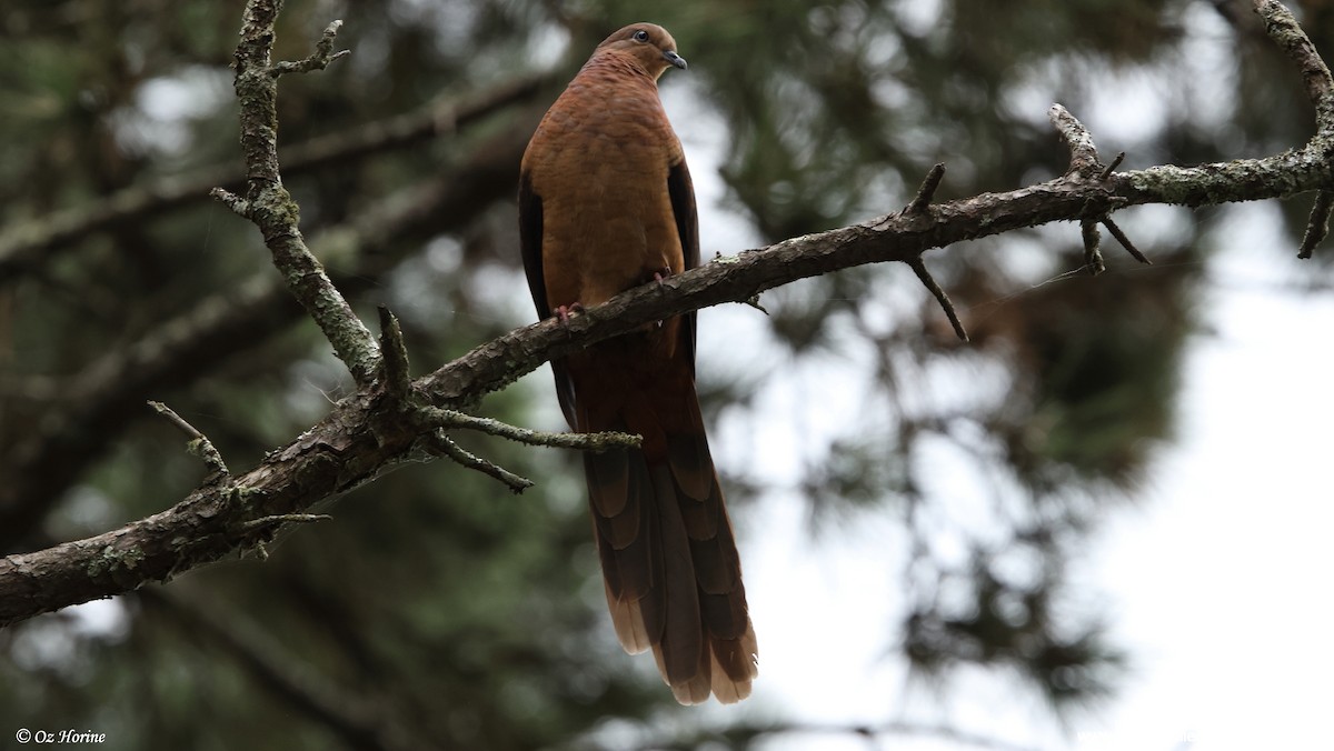 kanelgjøkdue - ML647278338