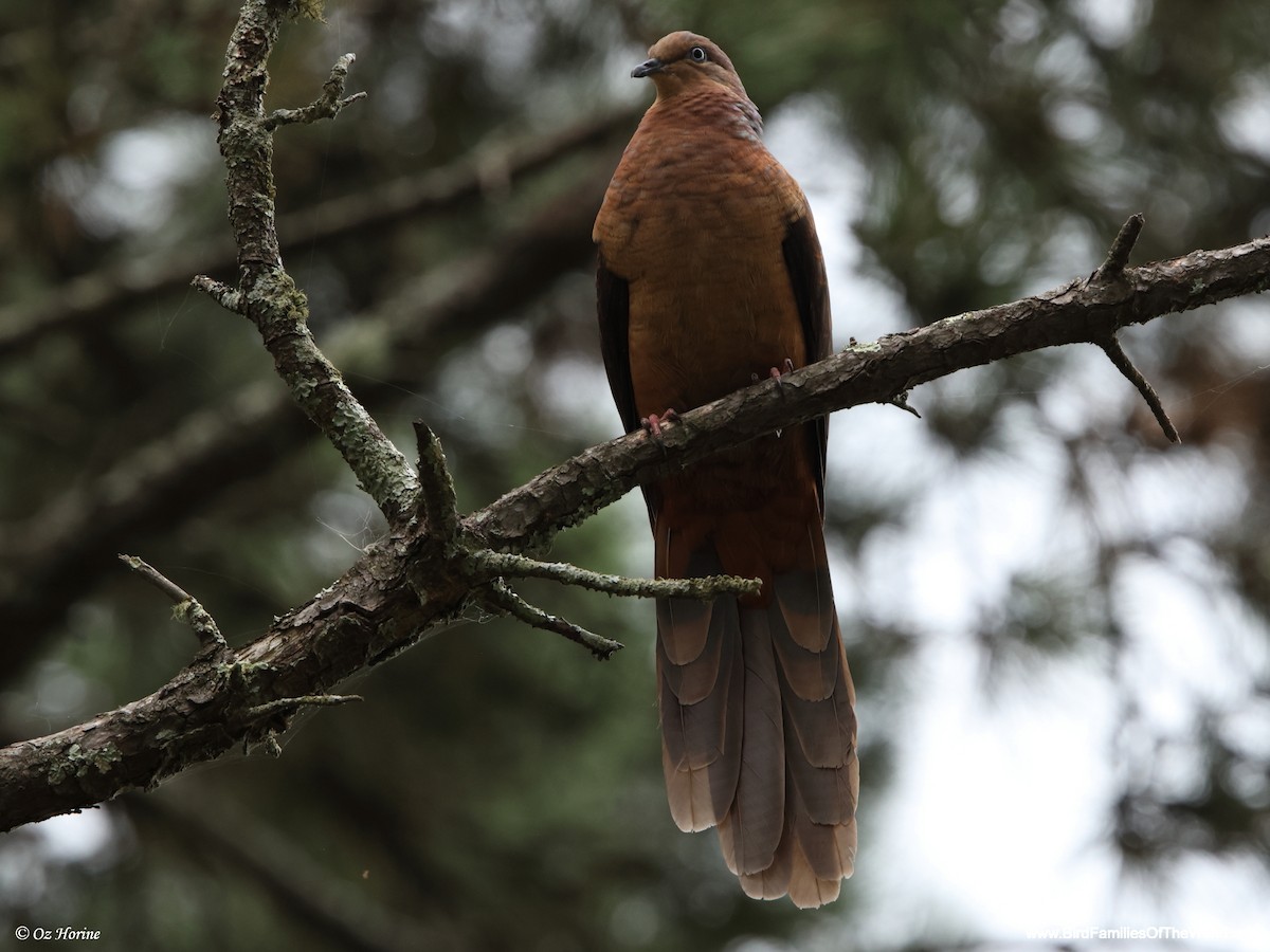 kanelgjøkdue - ML647278339