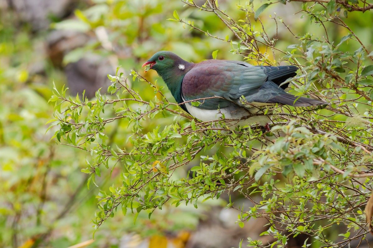 New Zealand Pigeon - ML647278345