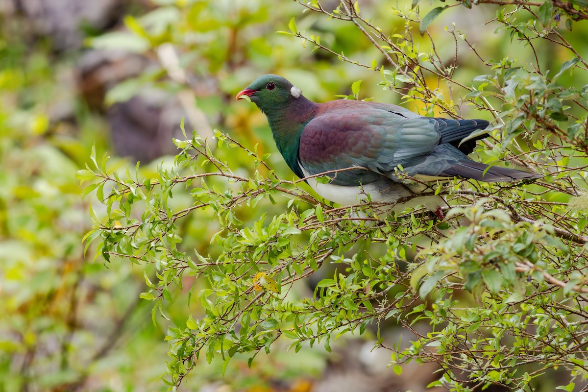 New Zealand Pigeon - ML647278346