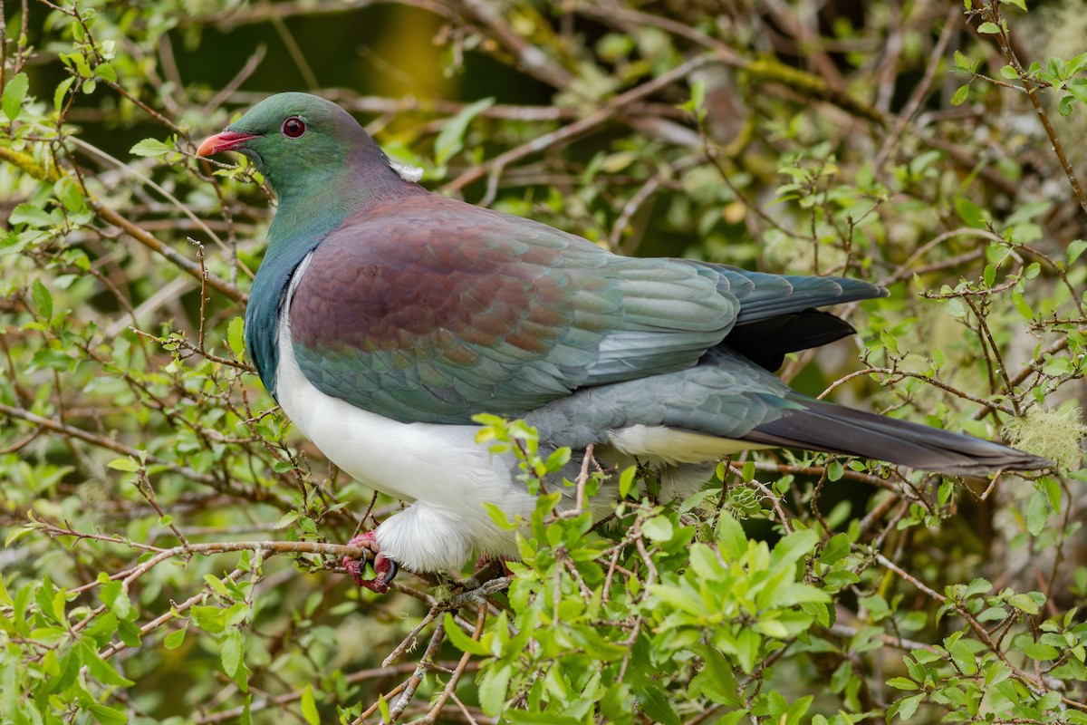 New Zealand Pigeon - ML647278347
