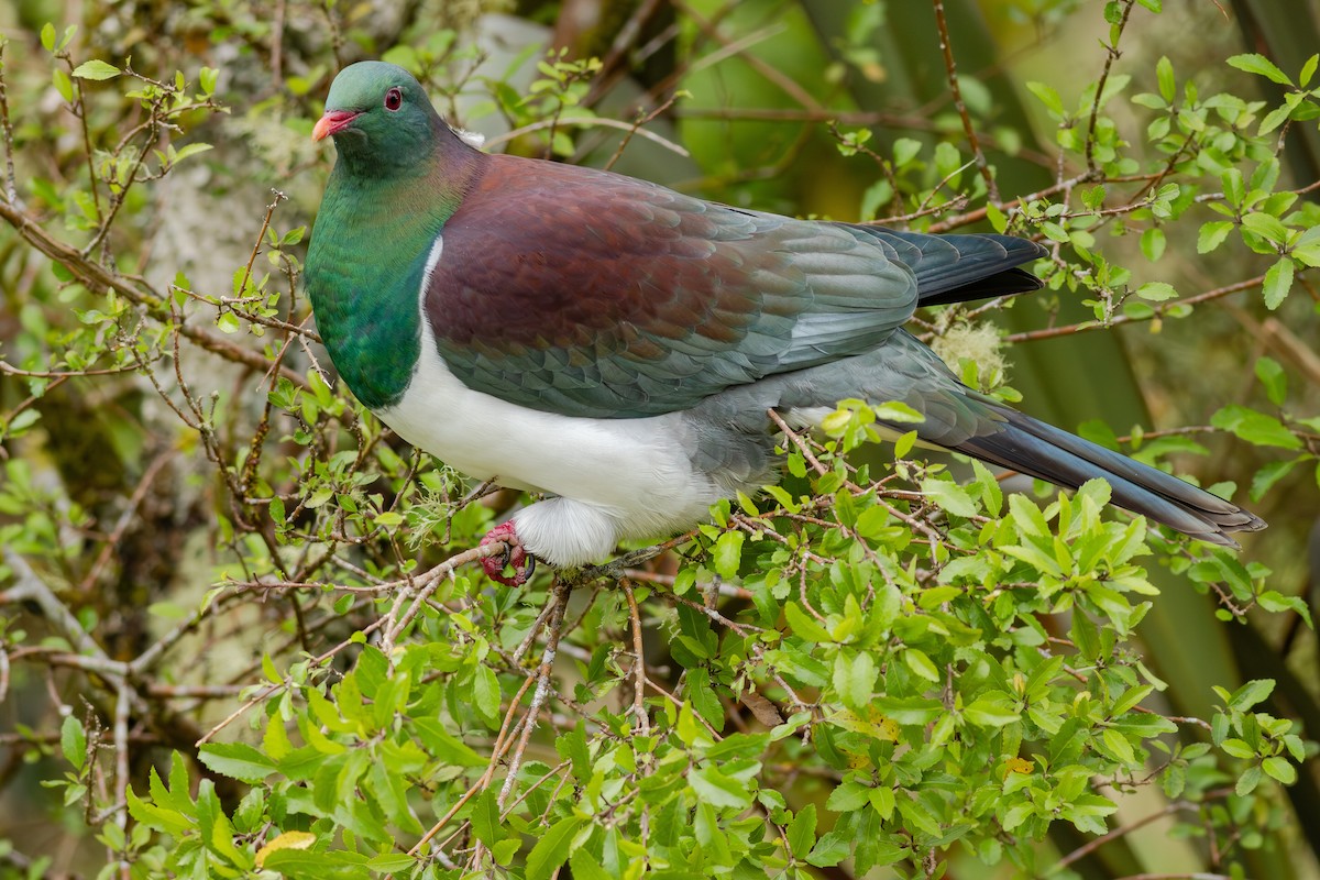 New Zealand Pigeon - ML647278348