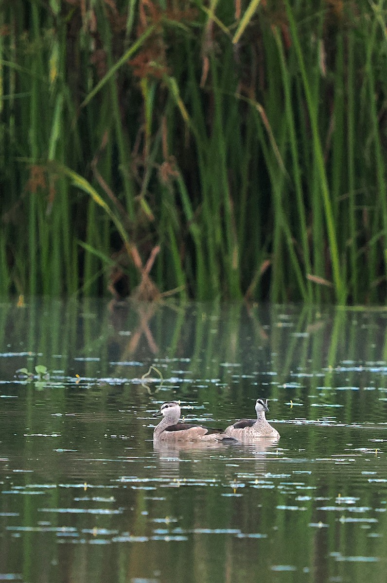 Cotton Pygmy-Goose - ML647278371