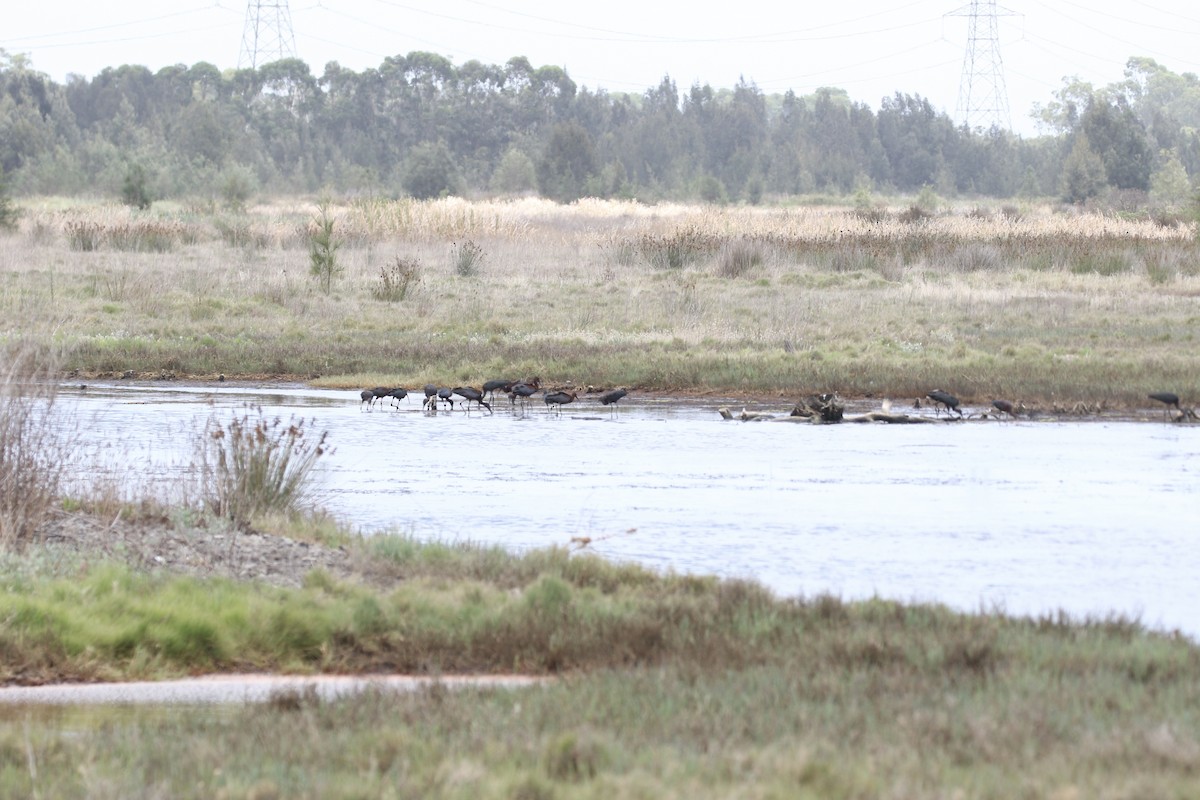Glossy Ibis - ML647278393