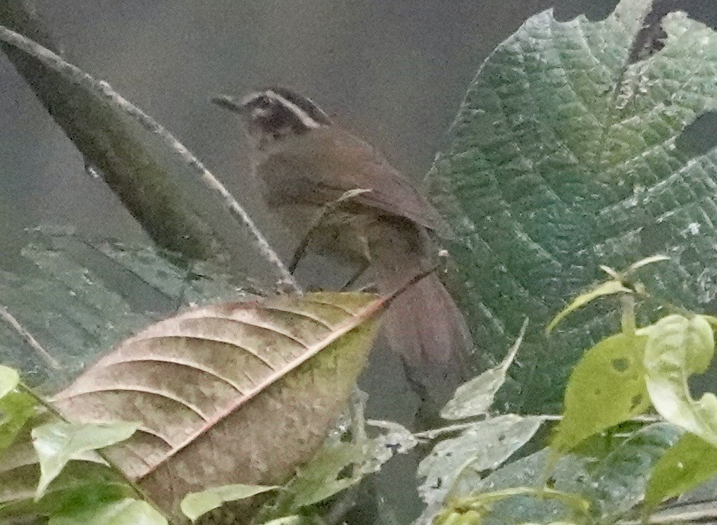 Three-striped Warbler - ML647278415