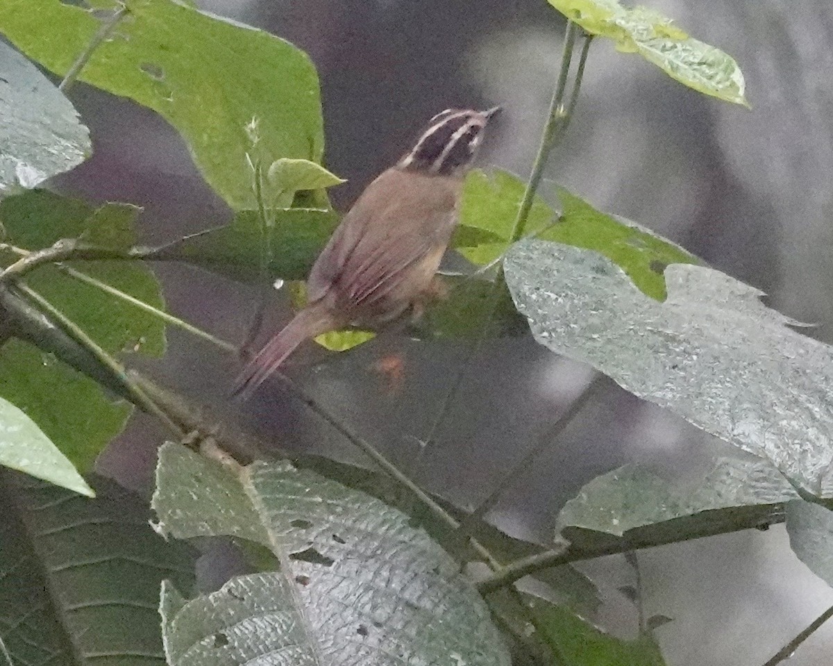 Three-striped Warbler - ML647278416