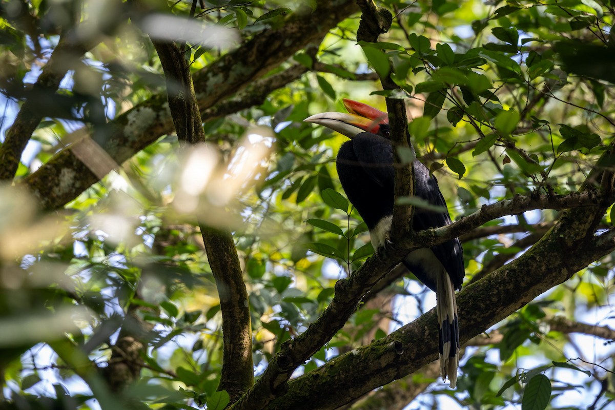 neshornfugl - ML647278417