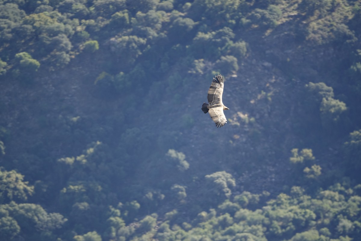 Eurasian Griffon - ML647278420