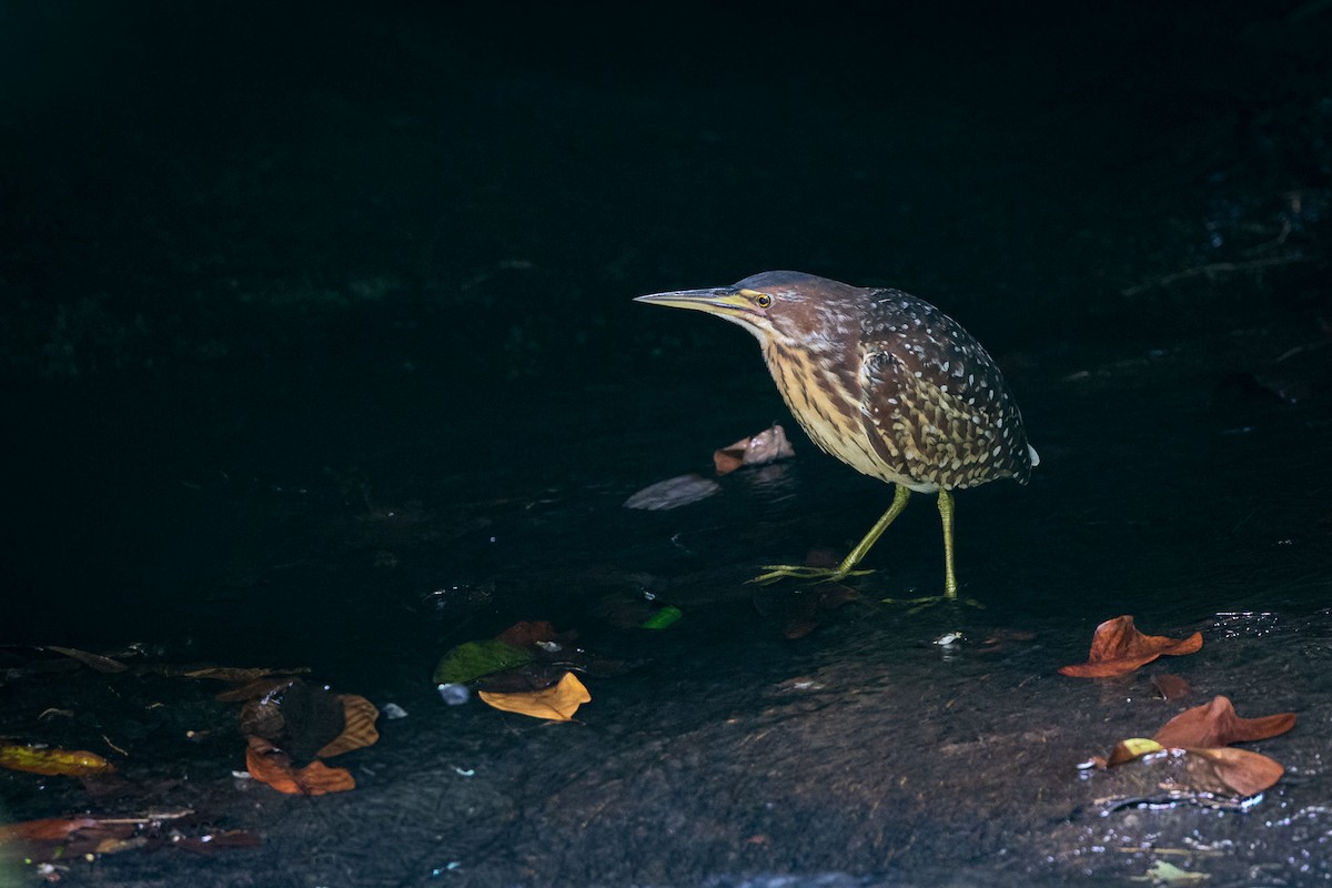 orientrørdrum - ML647278424