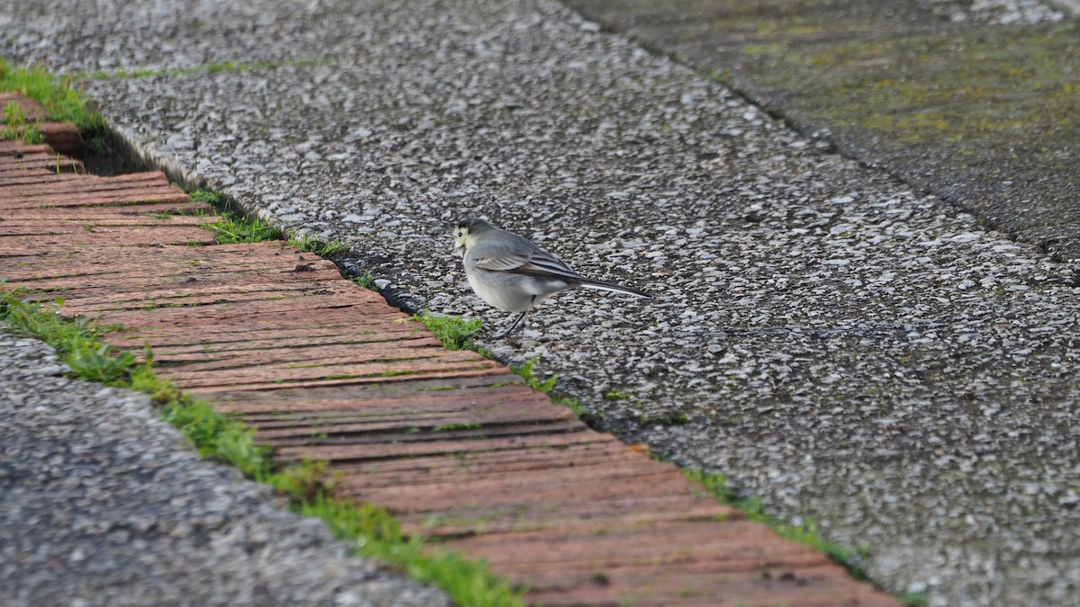 White Wagtail - ML647278438