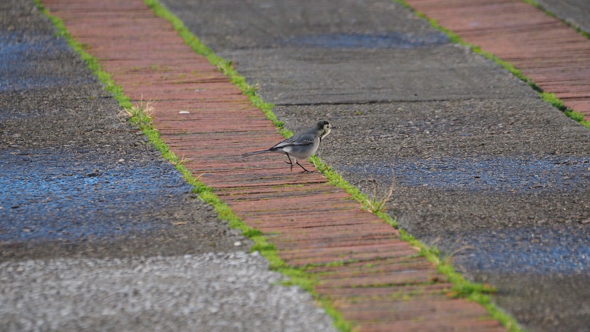 White Wagtail - ML647278440