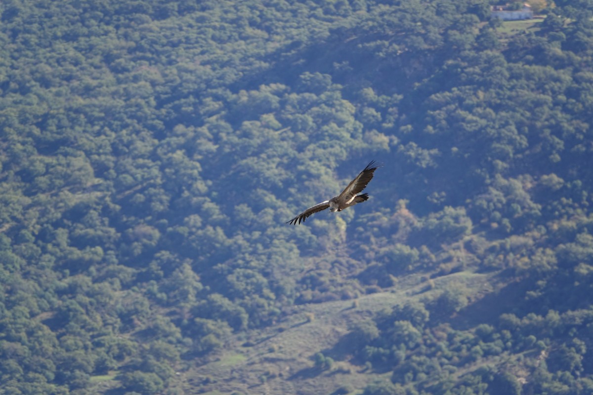 Eurasian Griffon - ML647278445