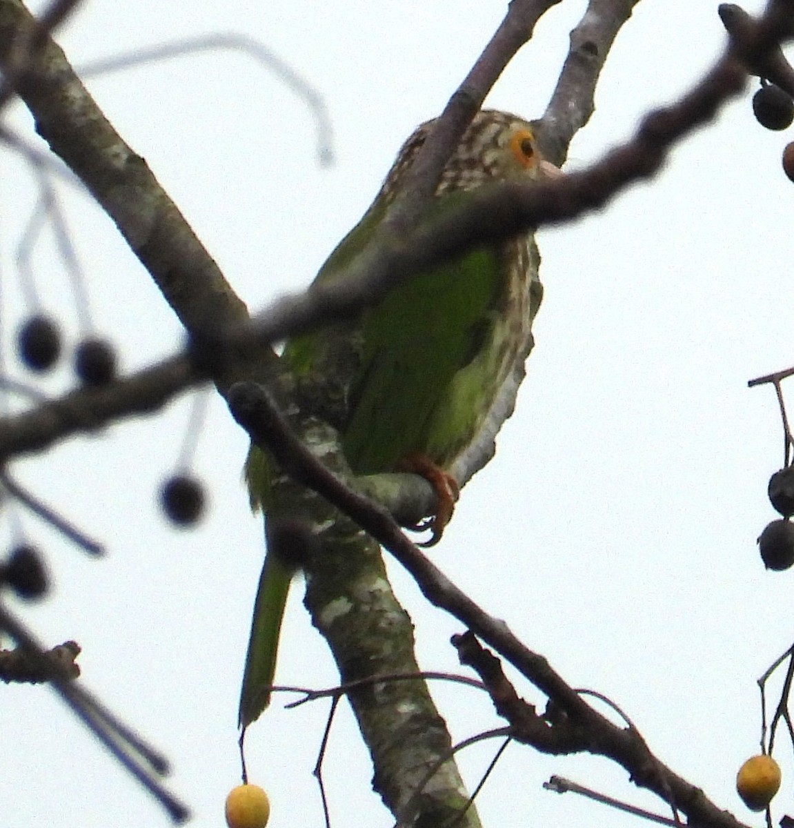 シロボシオオゴシキドリ - ML647278447