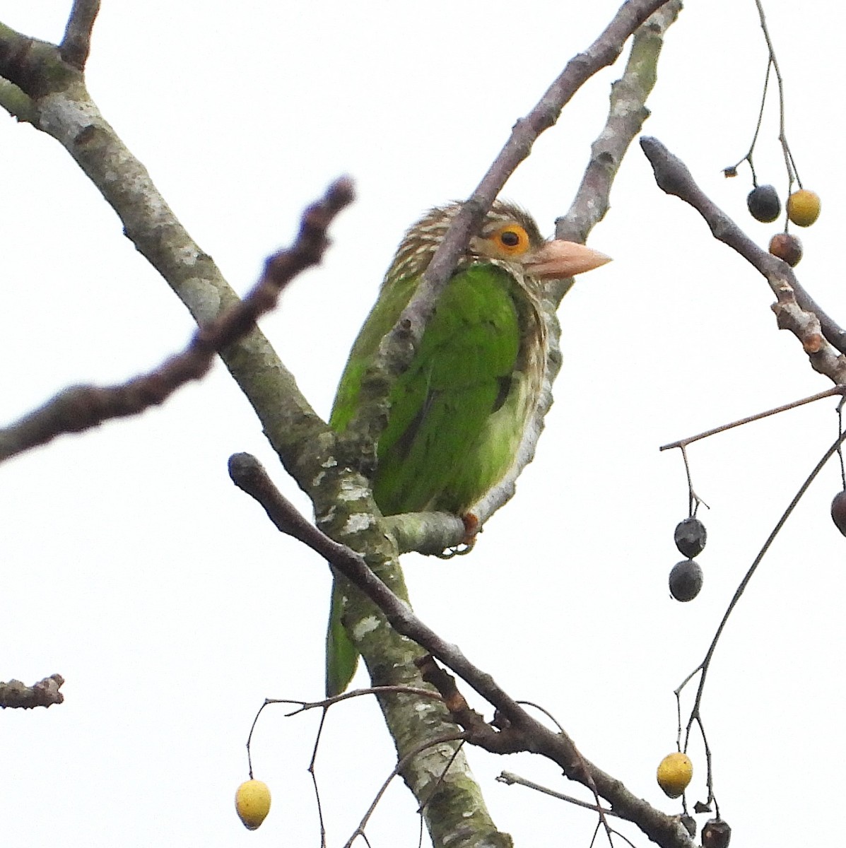 シロボシオオゴシキドリ - ML647278448