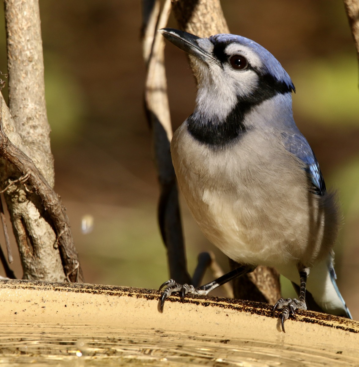 Blue Jay - ML647278461