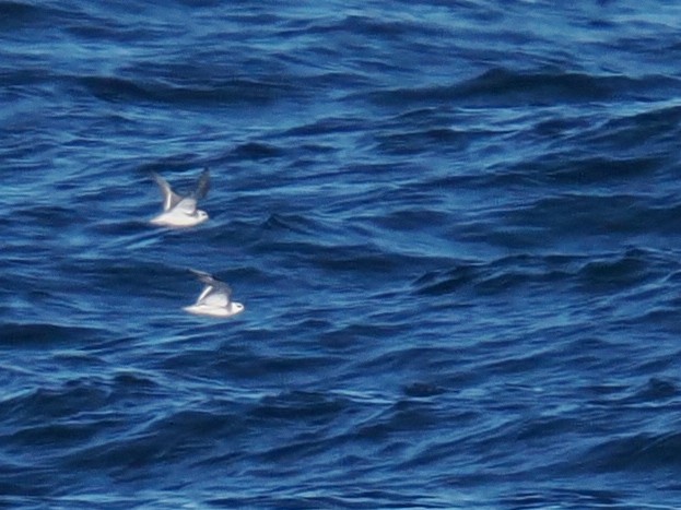 Mendebal-txori mokolodia - ML647278466