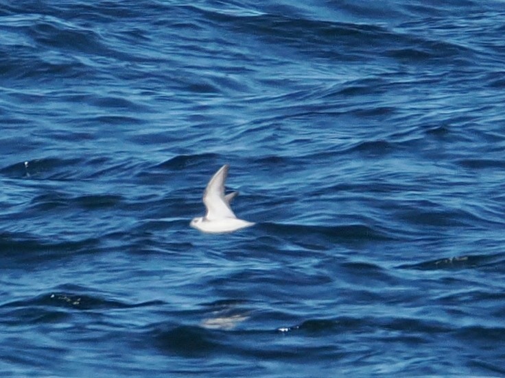 Mendebal-txori mokolodia - ML647278467