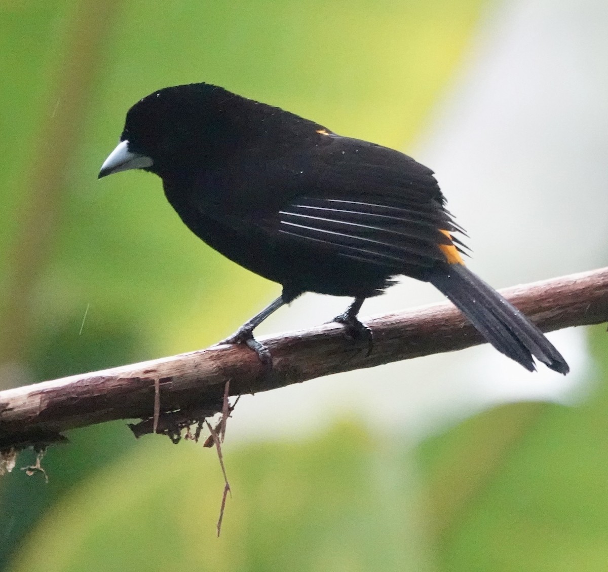 Tangara flamboyant (flammigerus) - ML647278477