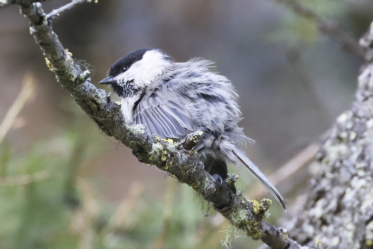 Mésange boréale - ML647278478