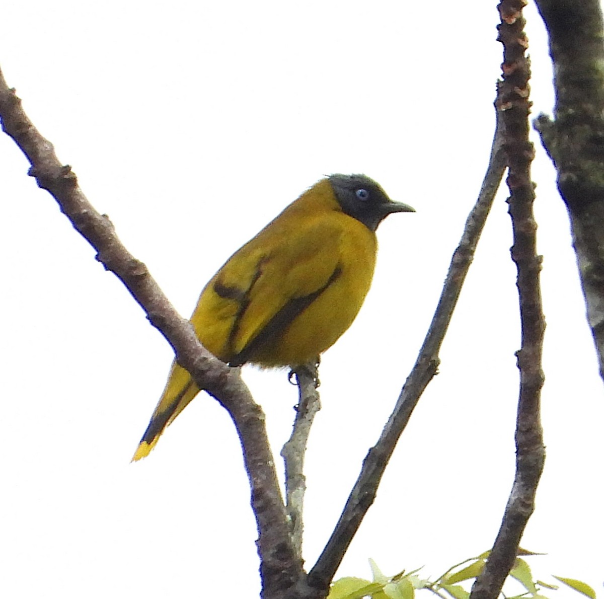 Bulbul cap-noir - ML647278479