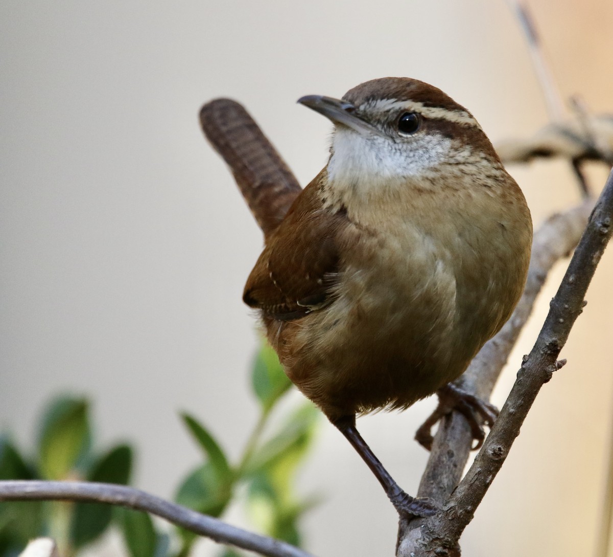 Troglodyte de Caroline - ML647278480