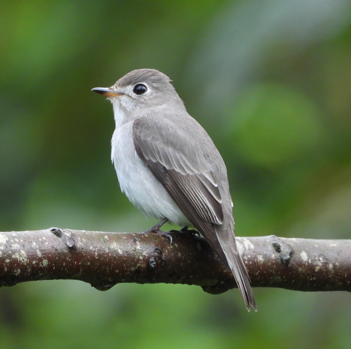 Gobemouche brun - ML647278481