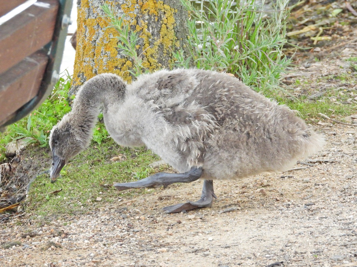 Cygne noir - ML647278482