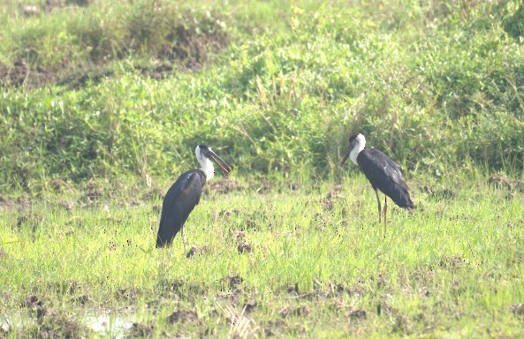 Cigogne épiscopale - ML647278483