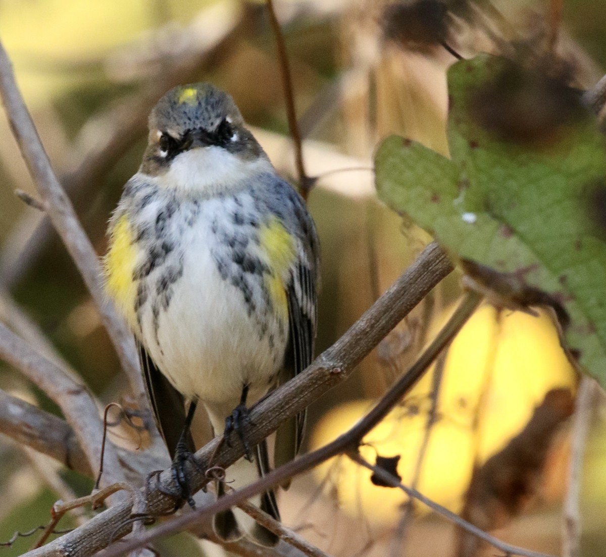 Paruline à croupion jaune (coronata) - ML647278484