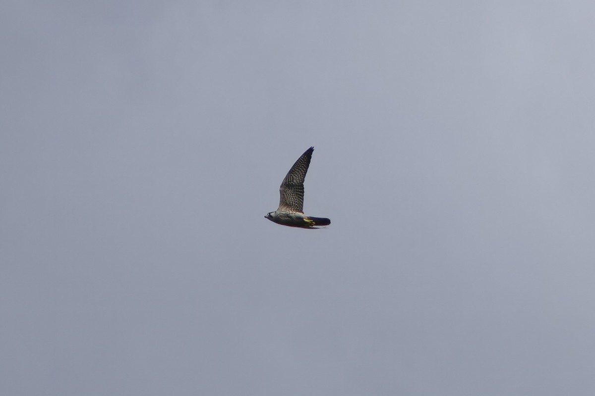 Faucon pèlerin (calidus/tundrius) - ML647278485