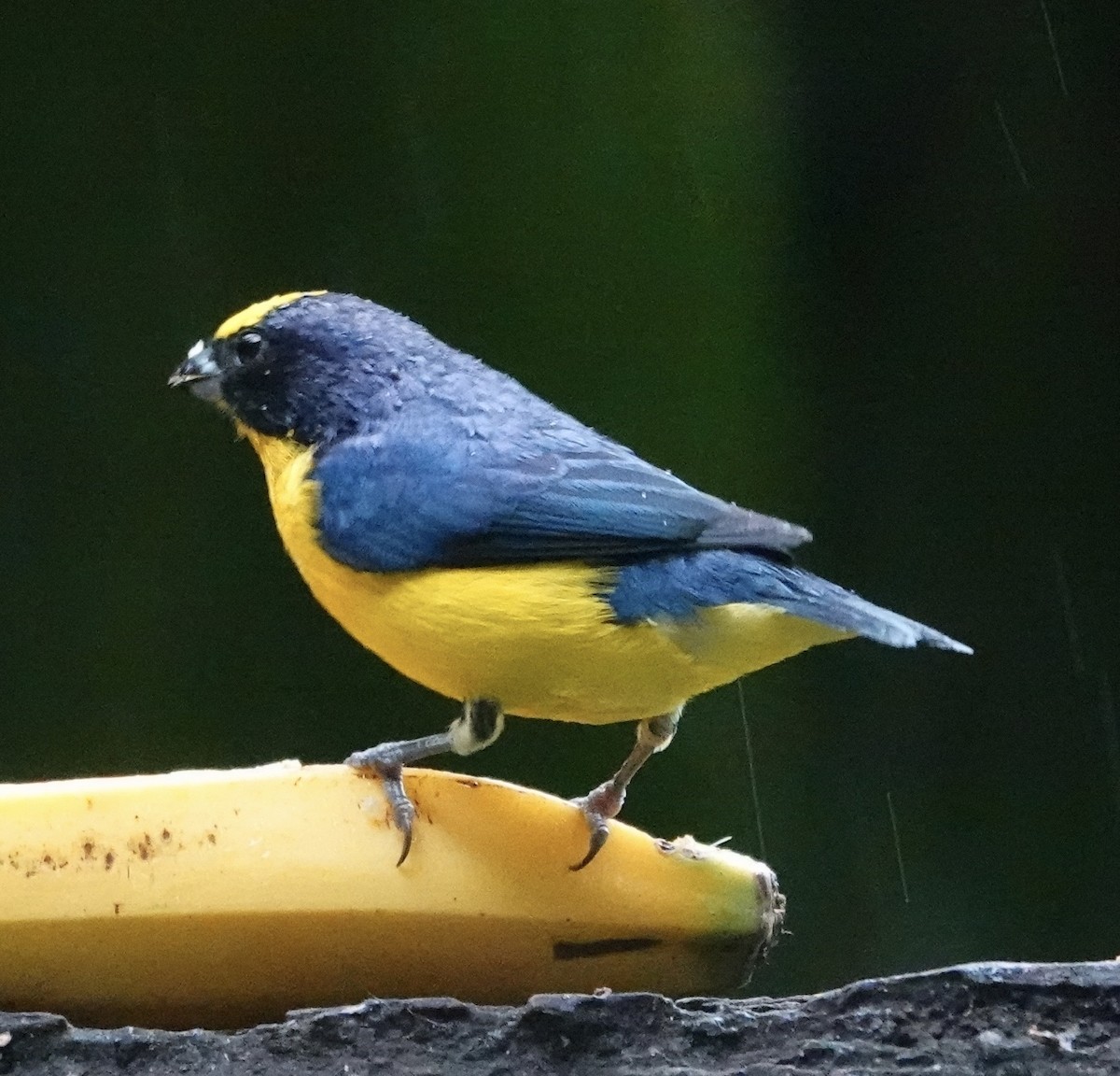 Organiste à bec épais - ML647278487