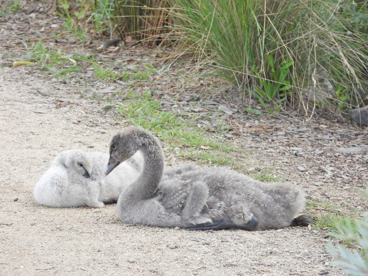 Cygne noir - ML647278488