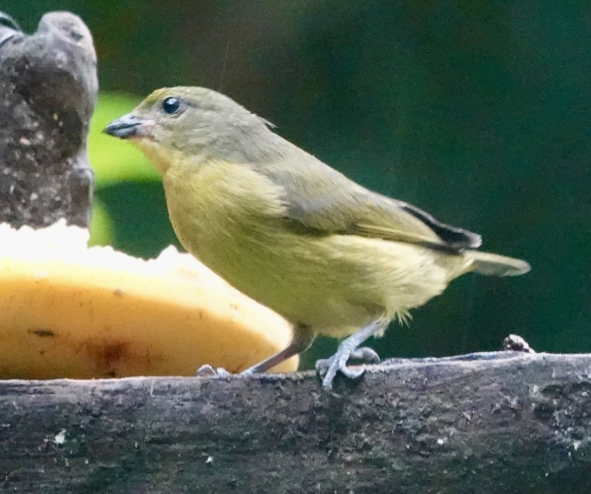 Organiste à bec épais - ML647278490