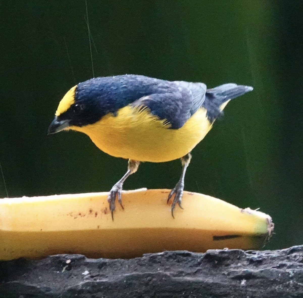 Organiste à bec épais - ML647278492