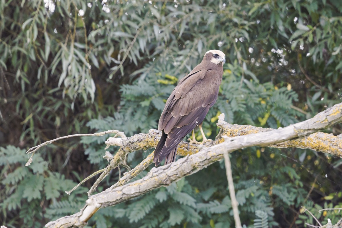 Busard des roseaux - ML647278493