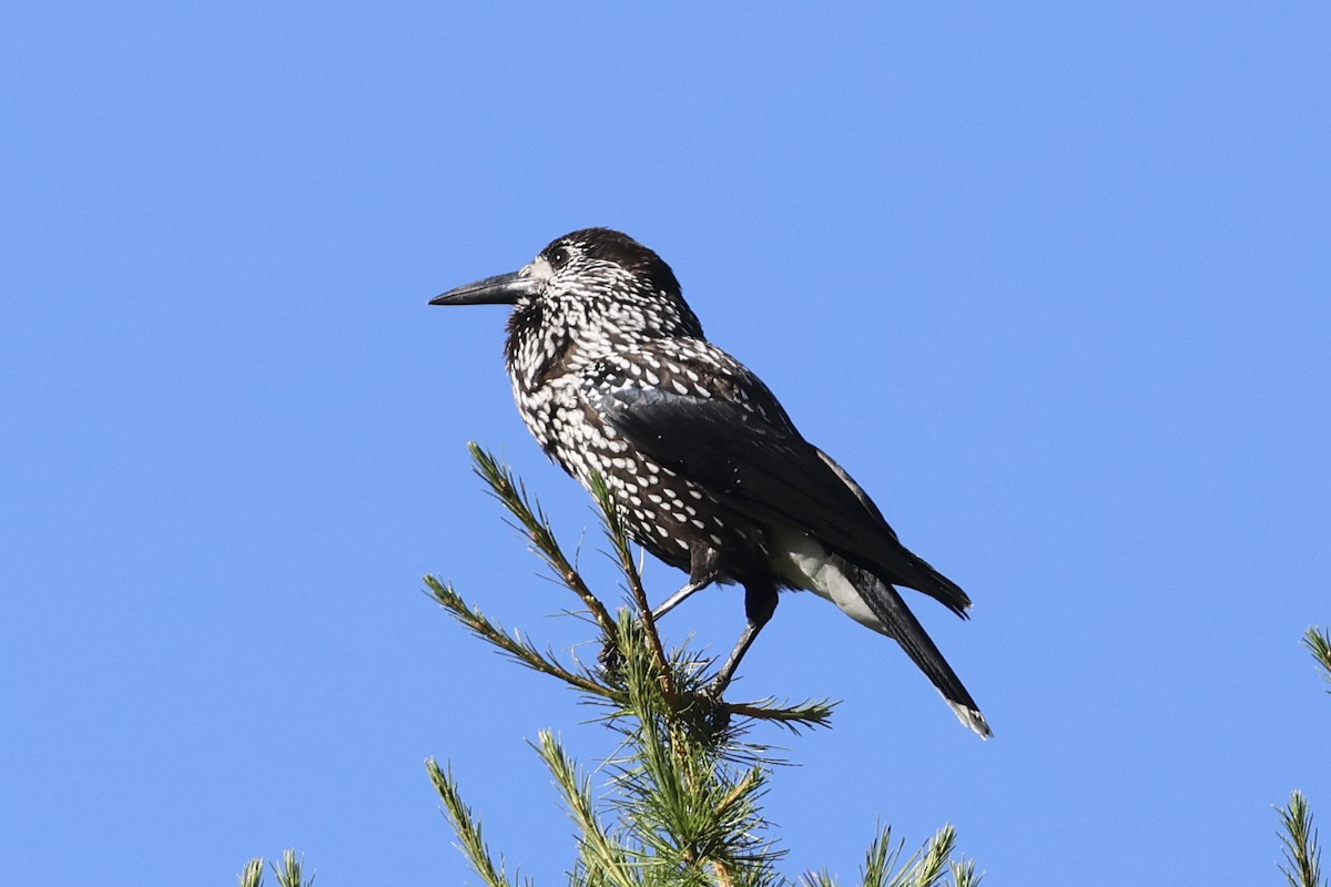 Cassenoix moucheté - ML647278496