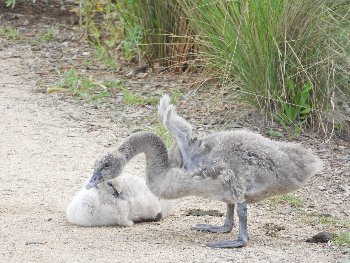 Cygne noir - ML647278497