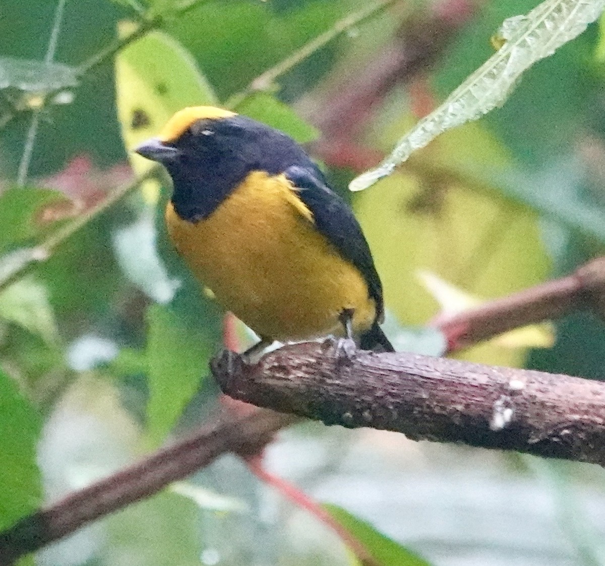 Organiste à ventre orange - ML647278498